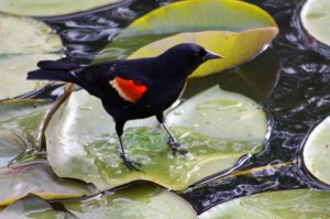 Bird on Lily Pad